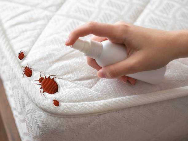 Best Bed Bug Extermination  in Meadow Vista, CA